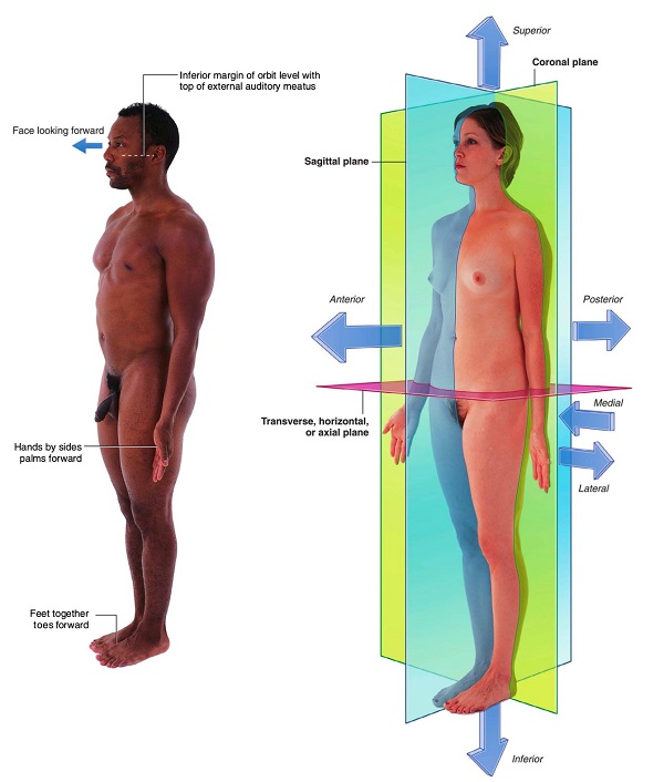 Anatomical-positions