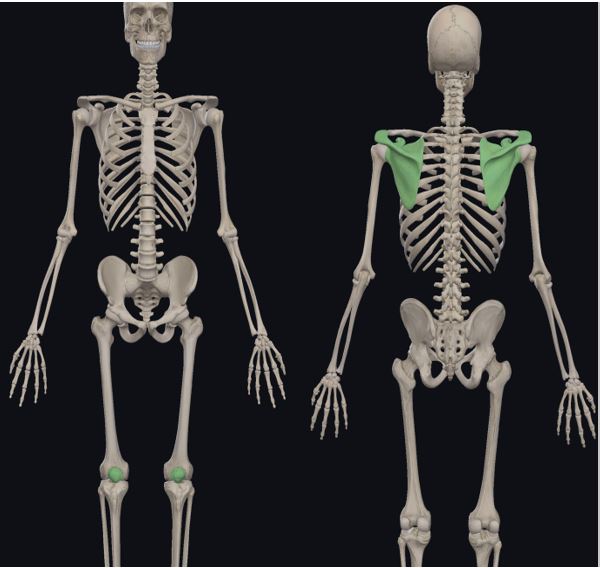 Anatomical-positions