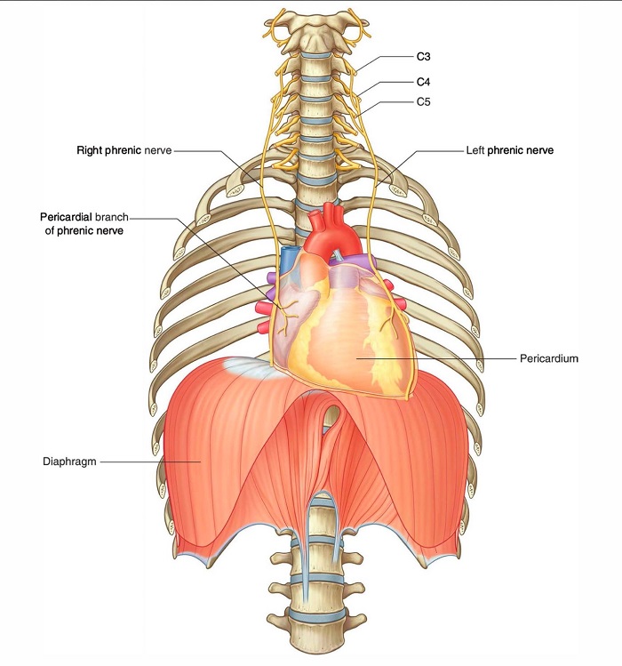 Anatomical positions-heart