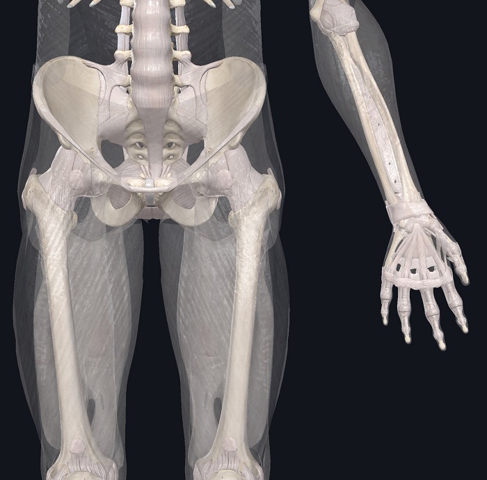 Anatomical positions-thumb is lateral to middle finger