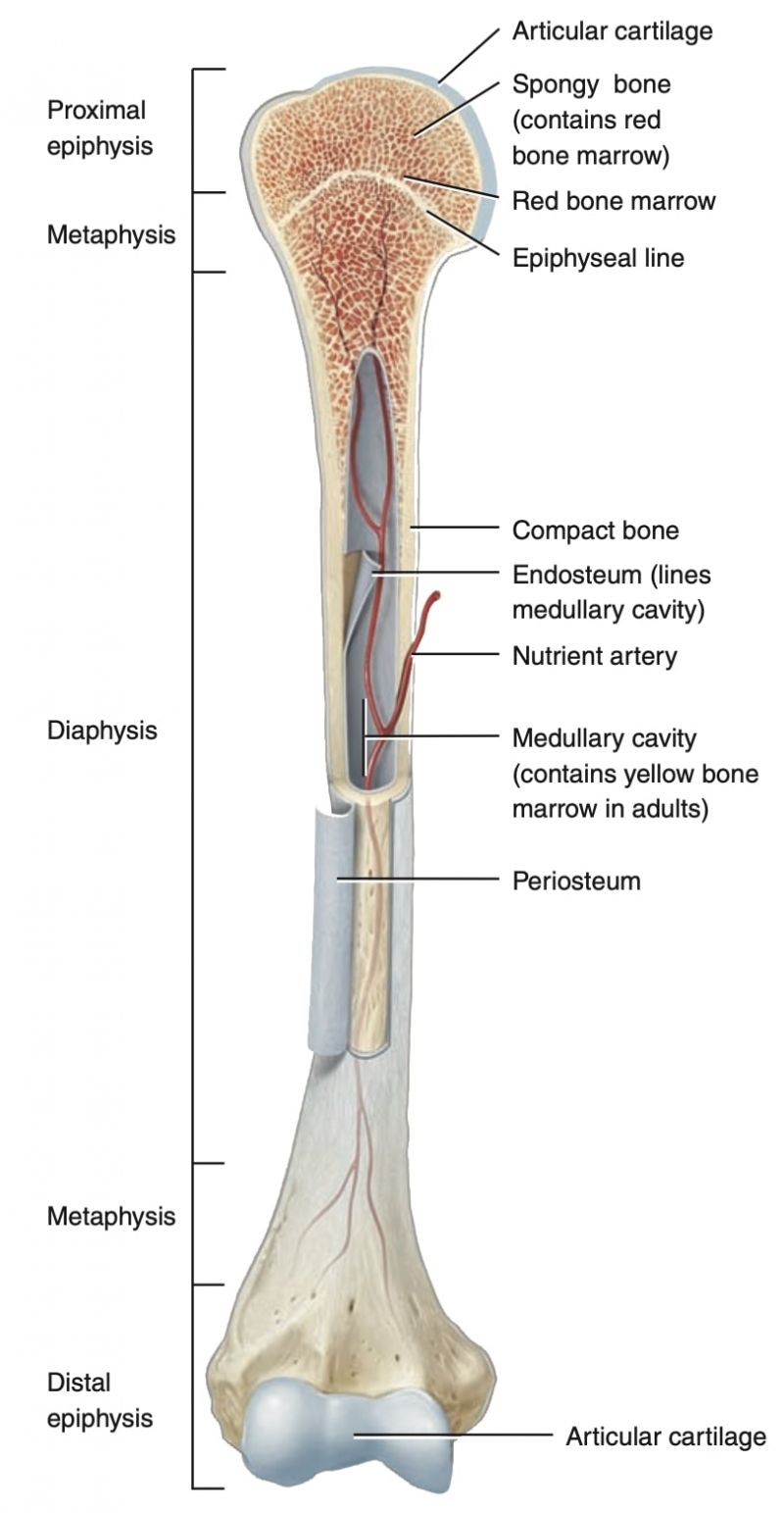 Anatomy - skeletal system (structure of bone) - Art of Medics