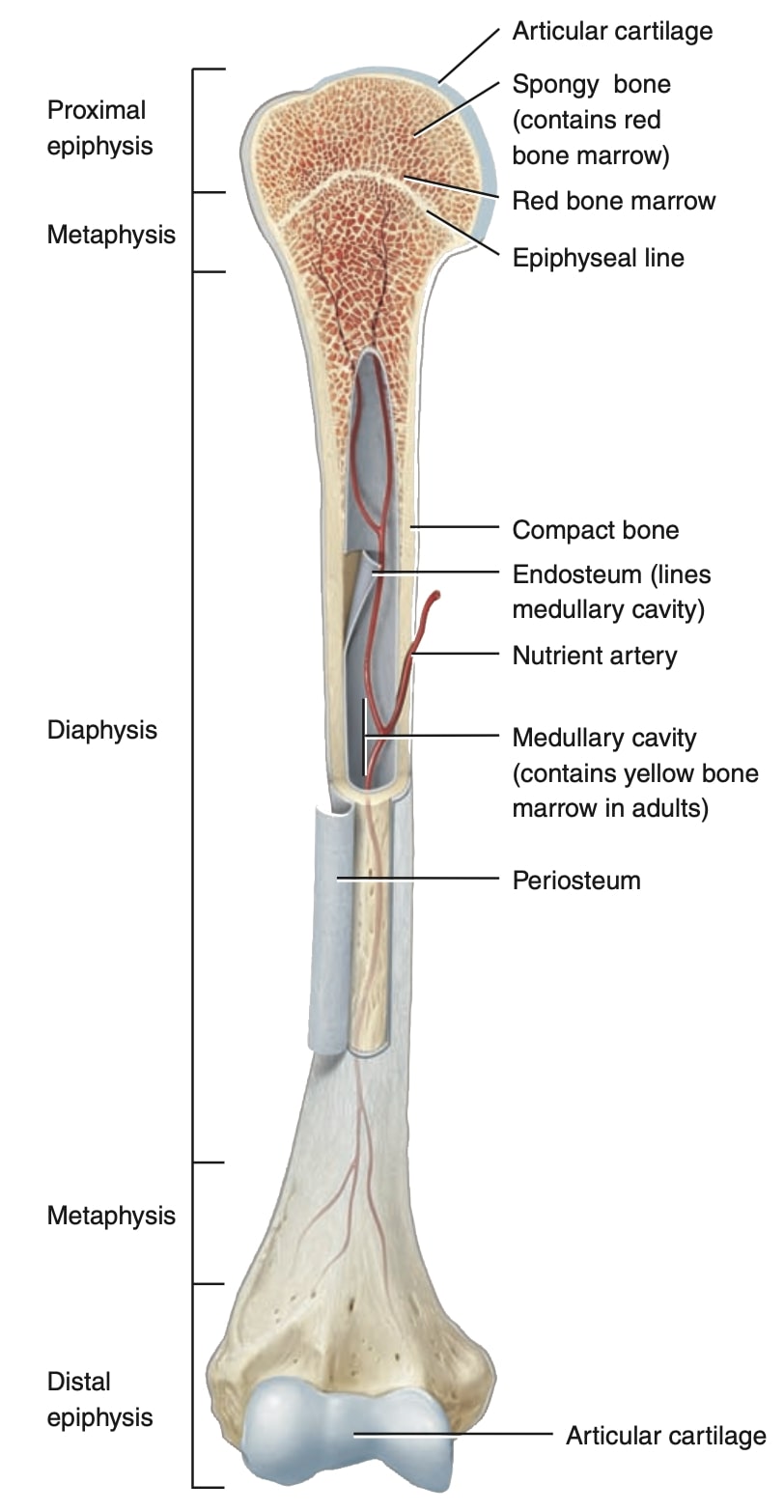 figure-1.-lesson-2-anatomy-long-bone