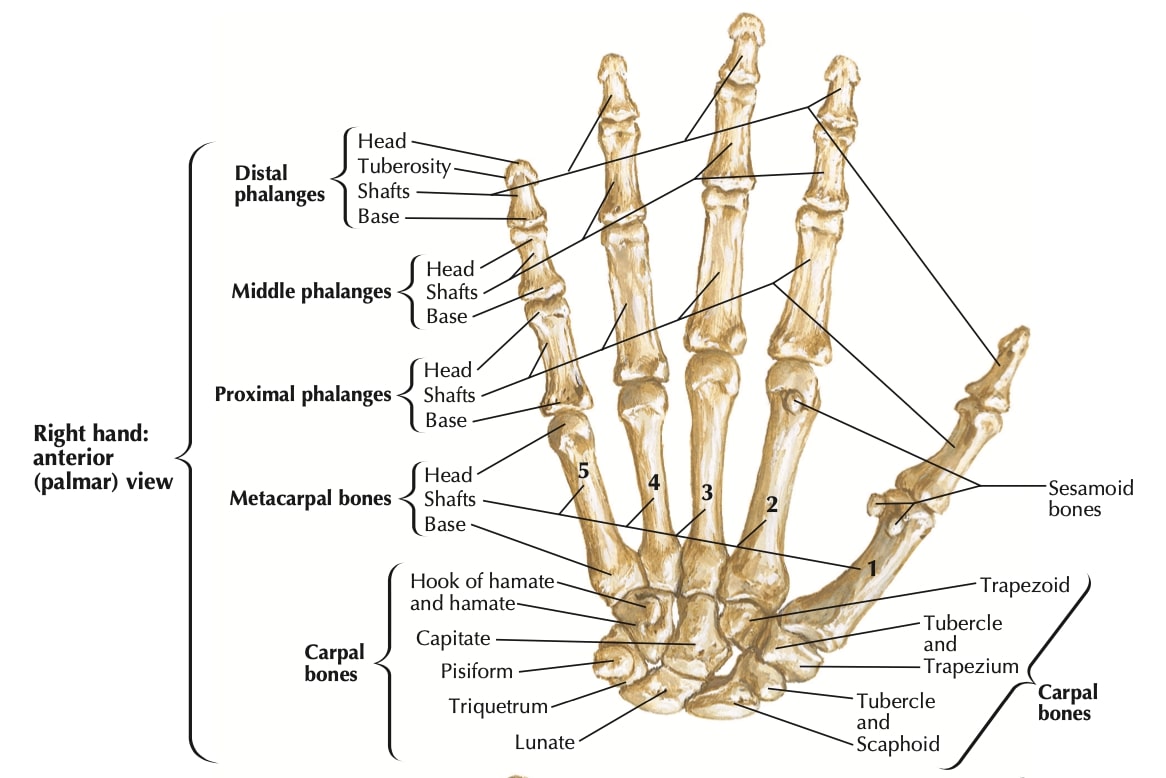 figure-2-anatomy-lesson-2-carpal-bones
