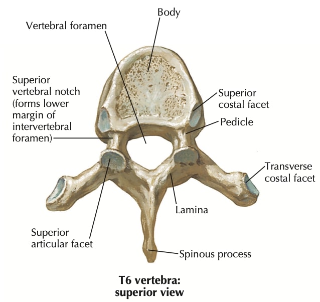 figure-4-amatomy-lesson-2-irrugular-bones